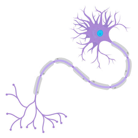Structure of a Neuronsのイラスト素材