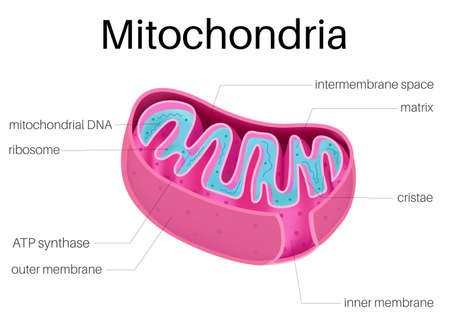 Structure of Mitochondriaのイラスト素材