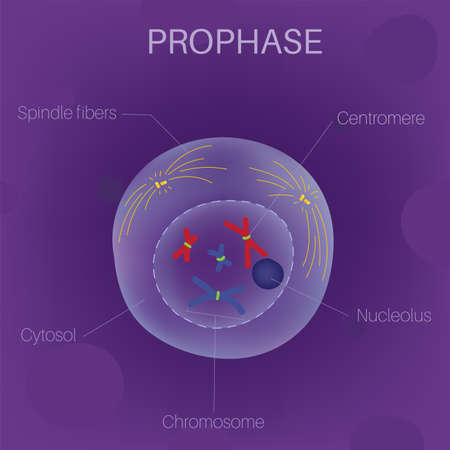 The Cell Cycle - Prophase