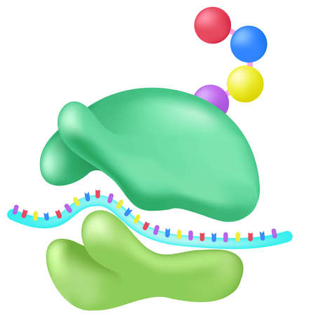 Ribosomes are macro-molecular production units.のイラスト素材