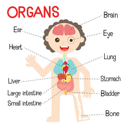 Organs in the bodyのイラスト素材