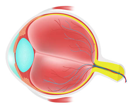 Eye of anatomyのイラスト素材