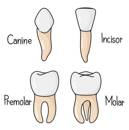 The Four Types of Teeth.のイラスト素材