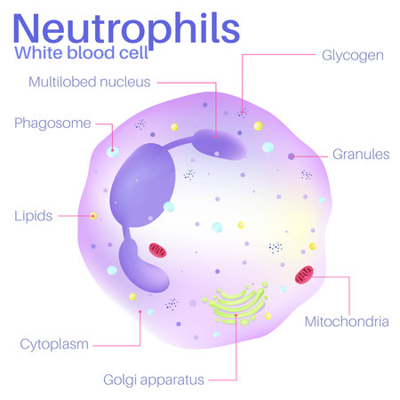 Neutrophils are white blood cells.のイラスト素材