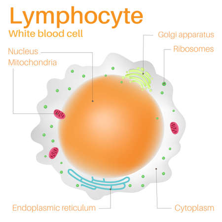 Lymphocyte are white blood cells.のイラスト素材