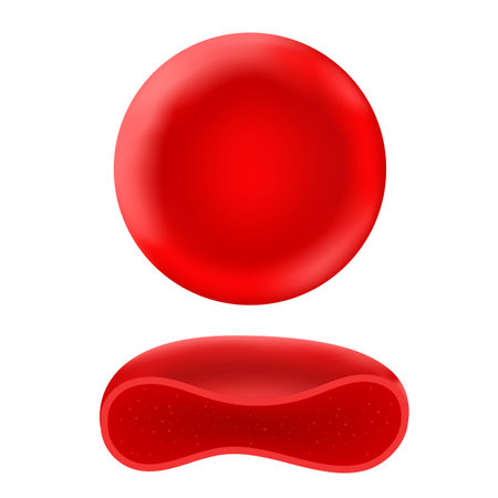 Red blood corpuscles in humans or other animals.のイラスト素材