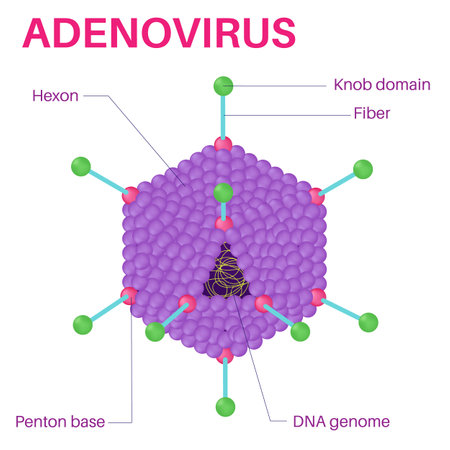 Structure Of The Adenovirus. Adenovirus is a virus that can cause disease in many body systems.のイラスト素材