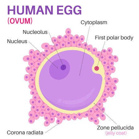The egg cell is the female reproductive cell.のイラスト素材