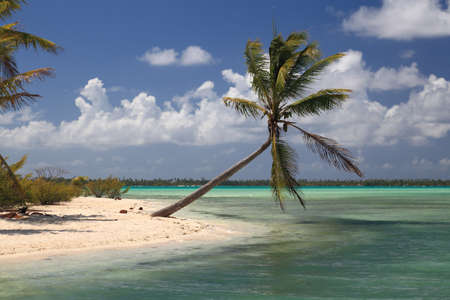Lonely Coconut Tree on Dreamlike Island in the South Pacific Surrounded by Turquoise Water.  の写真素材