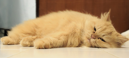 Orange naughty catの写真素材