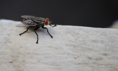 Insects fly close to natureの写真素材