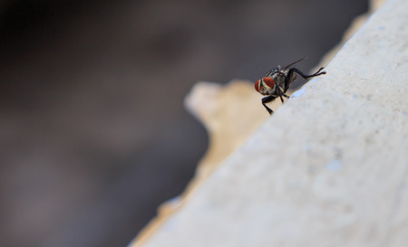 Insects fly close to nature
