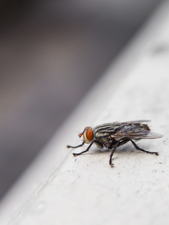 Insects fly close to natureの写真素材