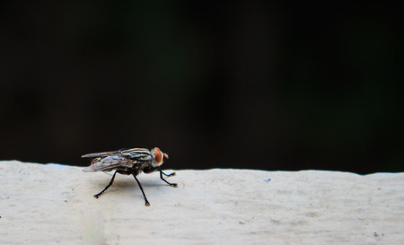 Insects fly close to natureの写真素材