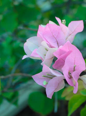 Flowers in nature for backgroundの写真素材