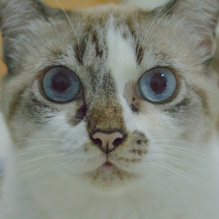 Cat close-up for wallpaperの写真素材