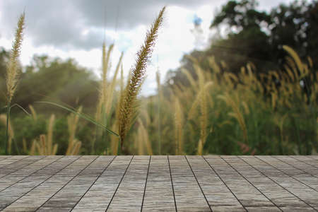 Wood table top on the grass at morning light background - can be used for display or montage your products.の写真素材