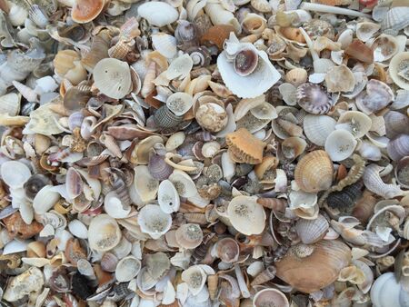 Shells by the sea.