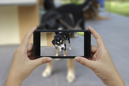 Hand holding smart phone take a photo at Thai dogs.の写真素材
