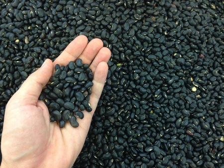 Hand holding Black bean a lot for abstract background.