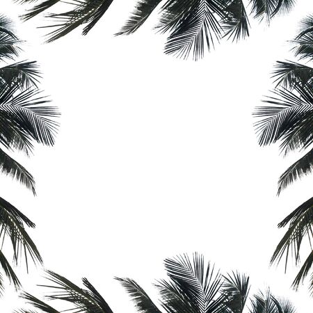 Isolated leaves on white background, used with natural concept.の写真素材