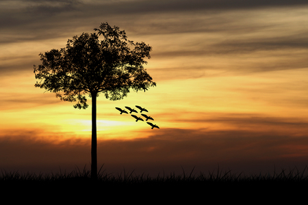 Silhouette of tree and birds with sunset background.の写真素材