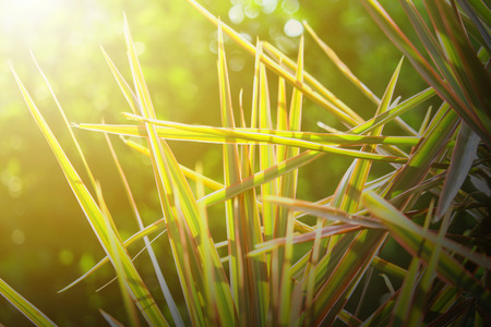 nature view of green leaf. nature background.の写真素材
