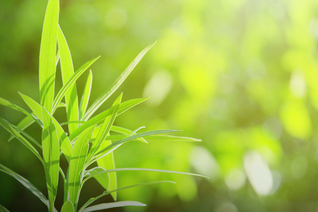 nature view of green leaf. nature background.の写真素材