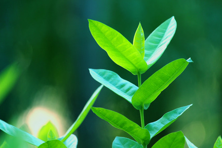nature view of green leaf. nature background.