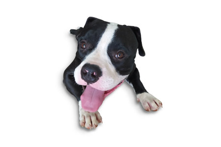 American bully puppy on a white backgroundの写真素材