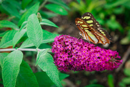 Colored butterfly sits on a flowerの写真素材