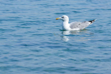 Outside photo of seagull bird close-upの写真素材