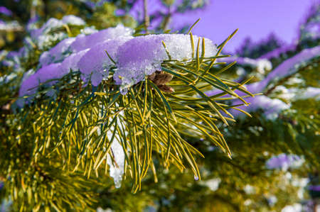 View of pine branch with snow and icicle
