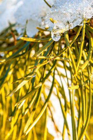 View of pine branch with snow and icicleの写真素材
