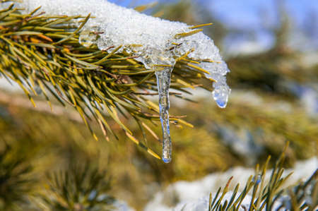 View of pine branch with snow and icicleの写真素材