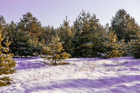 View of pine branch with snow and icicleの写真素材
