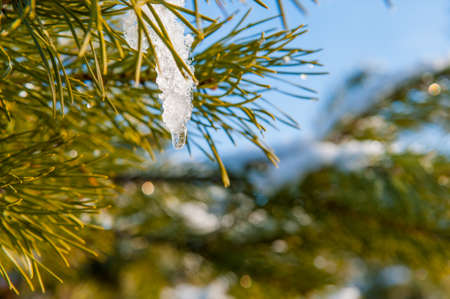 View of pine branch with snow and icicle