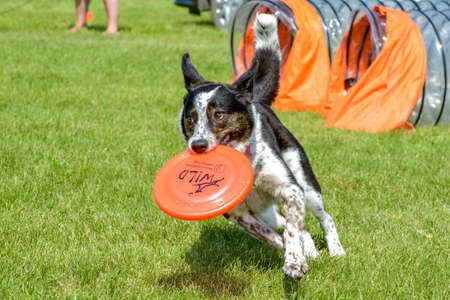 July 2015, - Selkirk town, MB, Canada - Dogs of different breeds participated in the competition jumping over hurdlesのeditorial素材