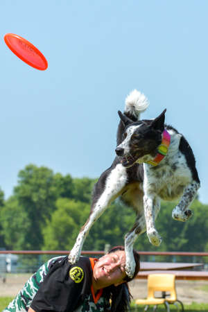 July 2015, - Selkirk town, MB, Canada - Dogs of different breeds participated in the competition jumping over hurdlesのeditorial素材