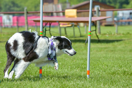 July 2015, - Selkirk town, MB, Canada - Dogs of different breeds participated in the competition jumping over hurdlesのeditorial素材
