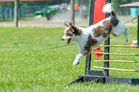 July 2015, - Selkirk town, MB, Canada - Dogs of different breeds participated in the competition jumping over hurdlesのeditorial素材