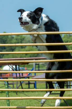 July 2015, - Selkirk town, MB, Canada - Dogs of different breeds participated in the competition jumping over hurdlesのeditorial素材