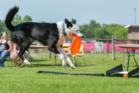 July 2015, - Selkirk town, MB, Canada - Dogs of different breeds participated in the competition jumping over hurdlesのeditorial素材