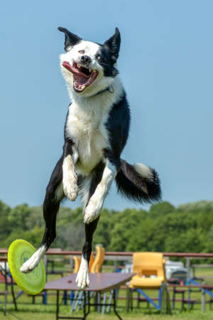 July 2015, - Selkirk town, MB, Canada - Dogs of different breeds participated in the competition jumping over hurdlesのeditorial素材