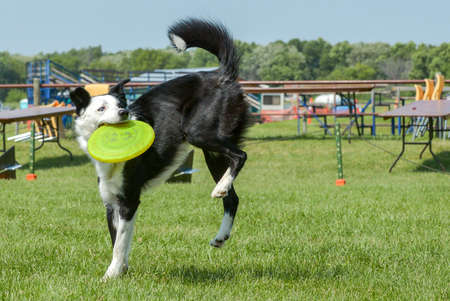 July 2015, - Selkirk town, MB, Canada - Dogs of different breeds participated in the competition jumping over hurdlesのeditorial素材