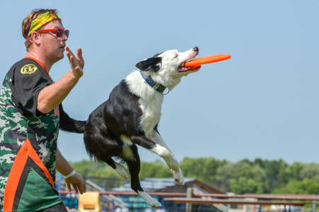 July 2015, - Selkirk town, MB, Canada - Dogs of different breeds participated in the competition jumping over hurdlesのeditorial素材