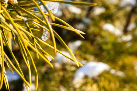 View of pine branch with snow and icicleの写真素材