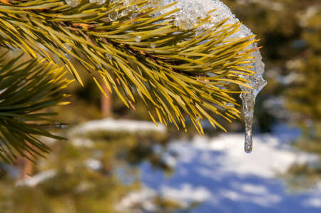 View of pine branch with snow and icicleの写真素材