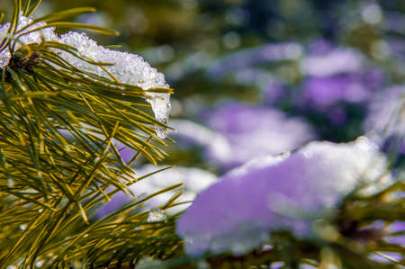 View of pine branch with snow and icicleの写真素材