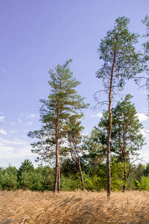 Wild angle view at the pine trees in forestの写真素材